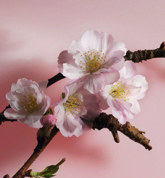 Sakura Dior 125 ml